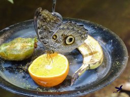 Tiergarten Schönbrunn am 20.10.2025